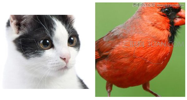 Photoshop绘制可爱的愤怒的小鸟效果图,PS教程,思缘教程网